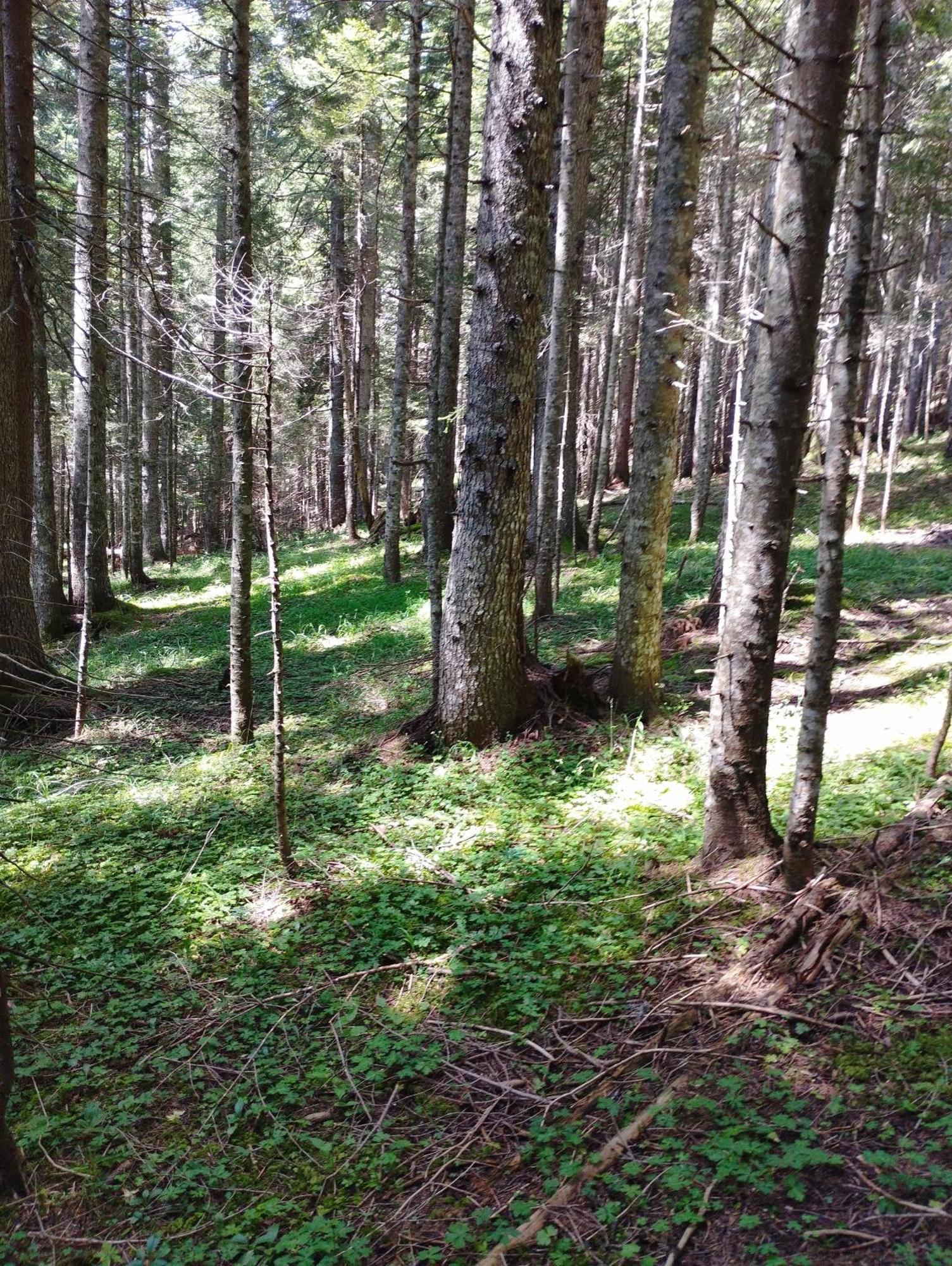 Willa Magic Mountain Žabljak Zewnętrze zdjęcie